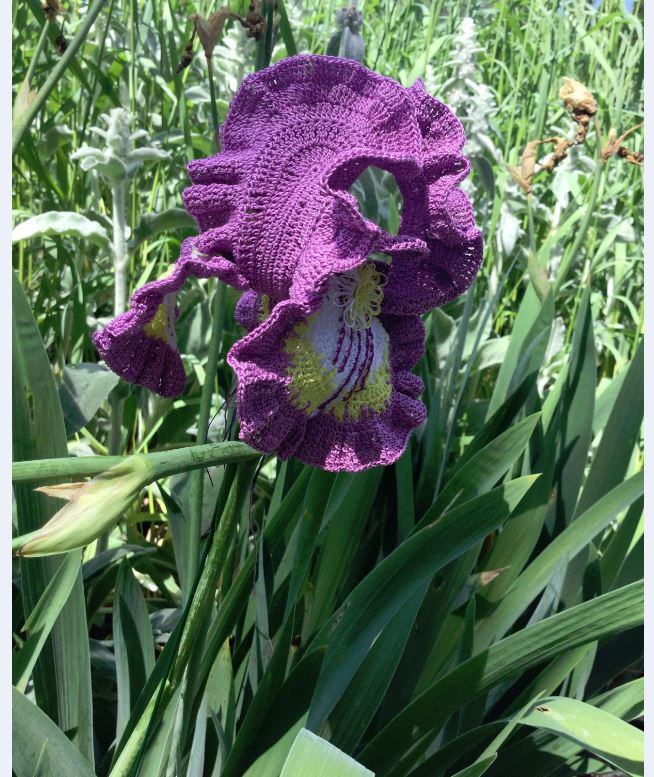 crocheted violet Iris 1