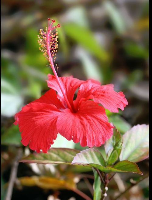 hibiscus- illustrations 4