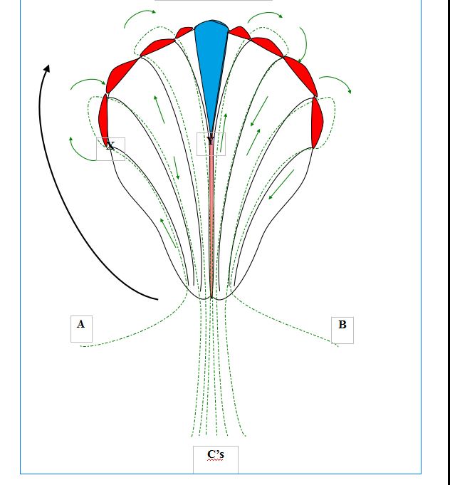 hibiscus petal template with instr